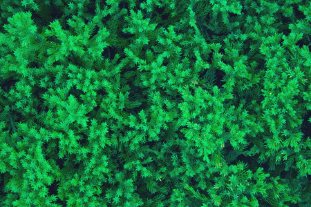 Green wall of juniper close up. Place for text on green juniperの写真素材