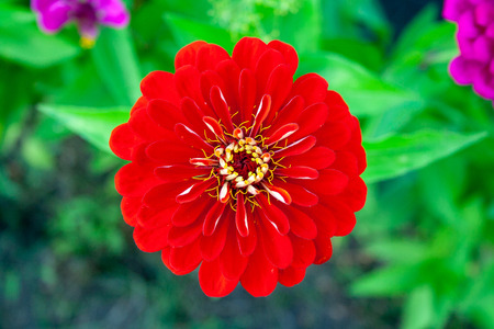 Red zinnia close up view from aboveの写真素材