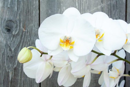 Beautyful white orchid on wooden backgroundの写真素材