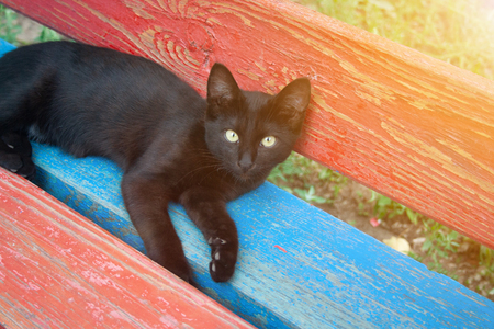 Black young kitten lies on multi colored benchの写真素材