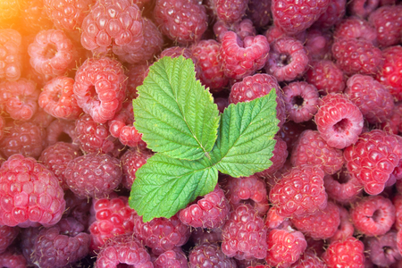 Green leaf of raspberry on heap of raspberriesの写真素材