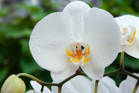 White orchid with water drops. White orchid macroの写真素材