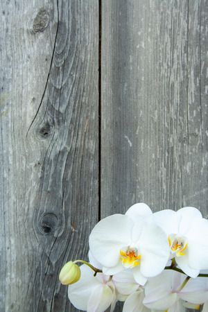 White orchid on wooden background with copyspaceの写真素材
