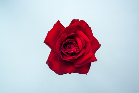 Red beautyful rose on white background close upの写真素材