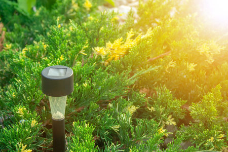 Solar Flashlight for Garden in the Juniper Bushの写真素材
