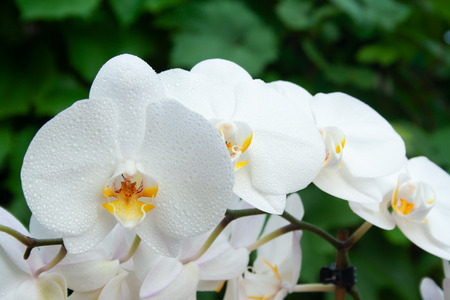White orchid with water drops. White orchid macroの写真素材