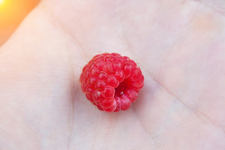 Red raspberry on man's hand close upの写真素材