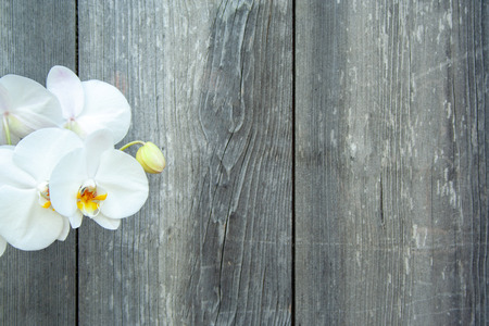 White orchid on wooden background with copyspaceの写真素材