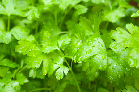 Green fresh parsley leaves with raindropsの写真素材
