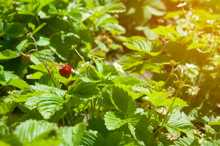Red berries of strawberries on twigs on a clear sunny dayの写真素材