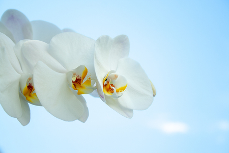 White beauty orchid on blue sky backgroundの写真素材
