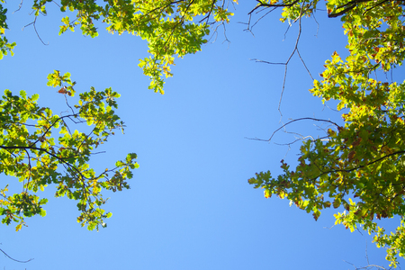 Sky with yellow oak branches background. Autumn landscape. Place for text.の写真素材