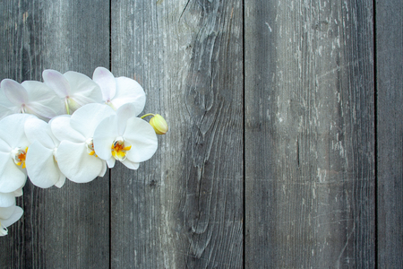 White orchid on wooden background with copyspaceの写真素材