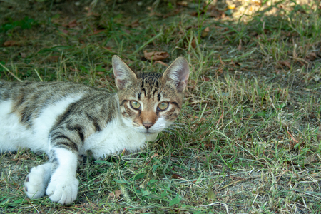 Adult mongrel cat laying on the grass looking at the cameraの写真素材
