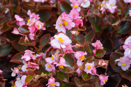 Many beautiful begonia flowers close up. Pink and yellow colorsの写真素材