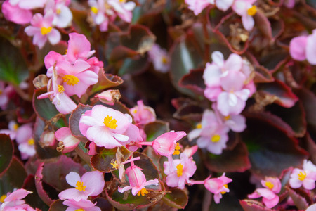Many beautiful begonia flowers close up. Pink and yellow colorsの写真素材