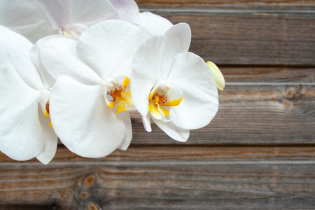 Beautyful white orchid on wooden backgroundの写真素材