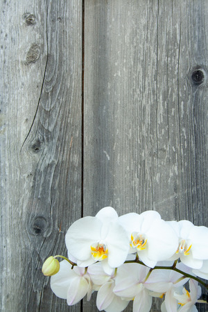 White orchid on wooden background with copyspaceの写真素材