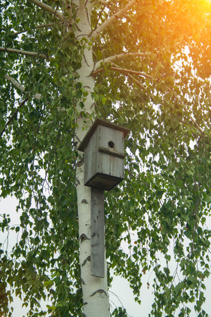 An old hand-made bird feeder on a birch treeの写真素材