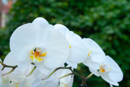 White orchid with green leaves on backgroundの写真素材