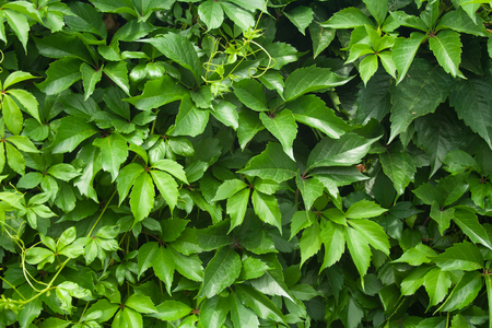 Green wall of virginia creeper background. Green foliageの写真素材