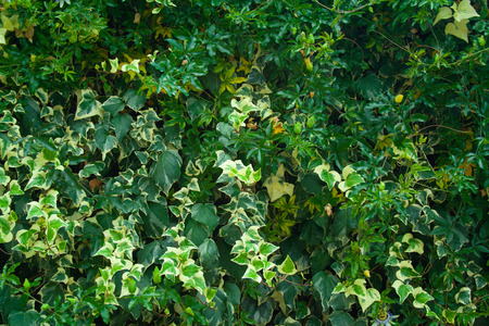 Green wall of leaves passiflora. Green background for designの写真素材