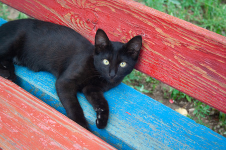 Black young kitten lies on multi colored benchの写真素材