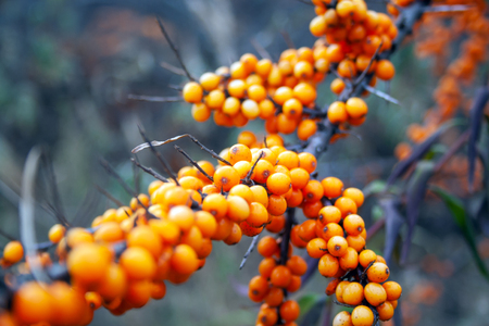Sea buckthorn berries on a branch. Juicy orange berriesの写真素材
