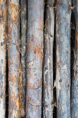 Pine stick texture. Wooden background of pines for design