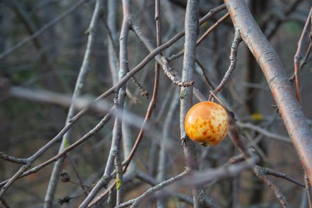 The last overripe apple hangs on a branch. Autumnの写真素材