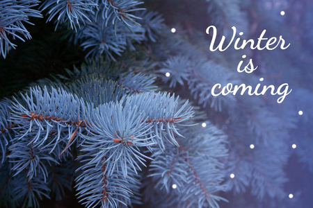 Blue spruce branches with text. Winter is comingの写真素材