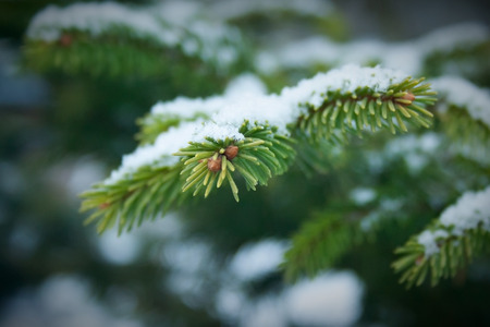 Close up of spruce branch at snowy cloudy day. Covered by snow fir tree branchの写真素材