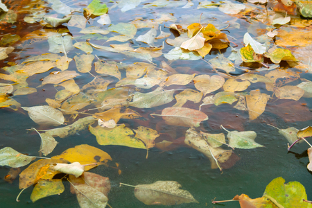 Yellow and orange leaves in frozen water. First frost concept. Late fall. Cold outsideの写真素材