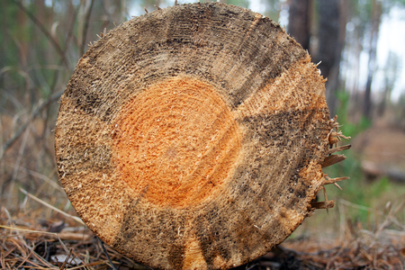 Close-up of tree trunk annual rings. Spruce tree cuttedの写真素材