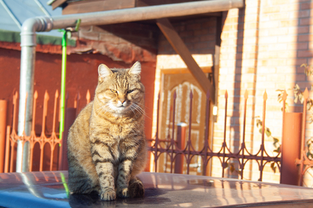 A big fluffy tabby cat sits on the roof of a car on a sunny autumn day.の写真素材