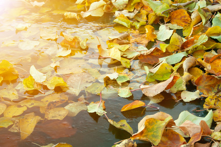 Yellow and orange leaves in frozen water. First frost concept. Late fall. Cold outsideの写真素材