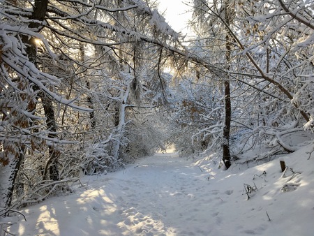 Path among snow-covered tree branches on a sunny winter dayの写真素材