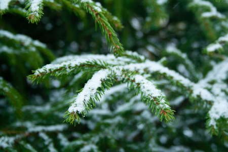 Close up of spruce branch at snowy cloudy day. Covered by snow fir tree branchの写真素材