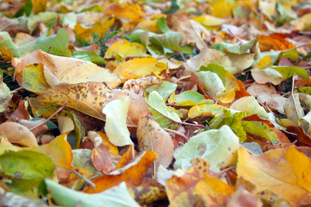 Colorful leaves close up at the grass. Background of yeallow and orange leaves. Autumnの写真素材