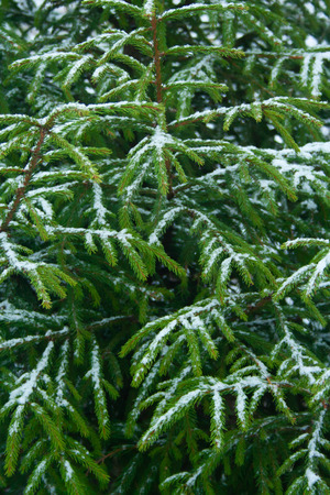 Green spruce with snow on branches. First snow of winter conceptの写真素材