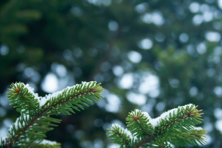 Close up of spruce branch at snowy cloudy day. Covered by snow fir tree branchの写真素材