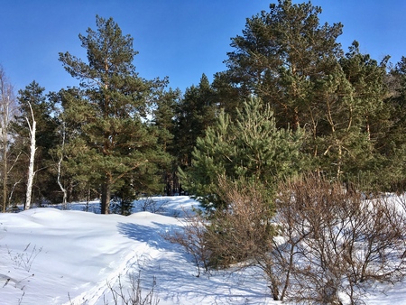Ski track in the snowy winter forest. Winter landscapeの写真素材