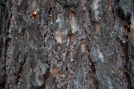 Pine rough texture closeup, for design, backgroundの写真素材