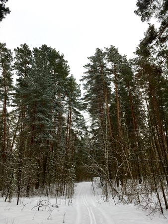 Ski track in the snowy winter forest. Winter landscapeの写真素材