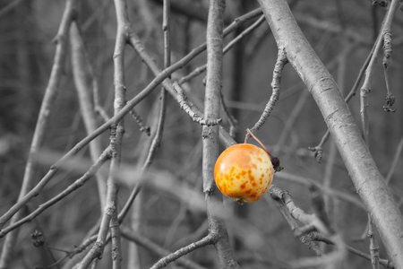 The last overripe apple hangs on a branch. Autumnの写真素材