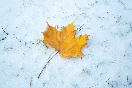 Maple leaf lies on first winter snow. Season change concept. Winter is hereの写真素材