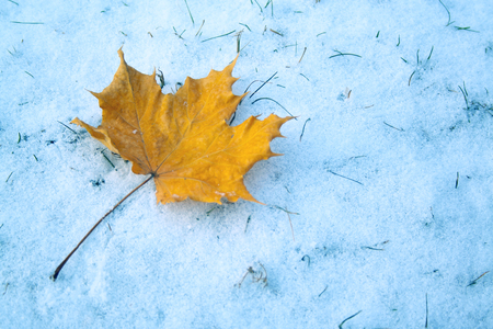Maple leaf lies on first winter snow. Season change concept. Winter is hereの写真素材