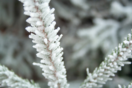 Close up of spruce branch covered by ice.の写真素材