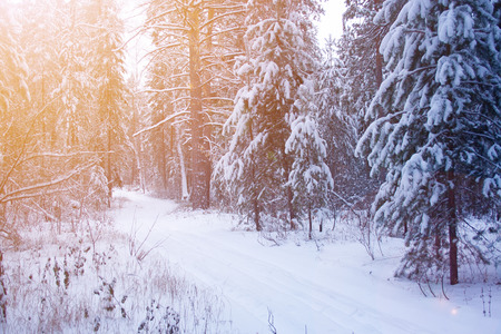 Ski track in the forest at winter day. Trees covered by snowの写真素材