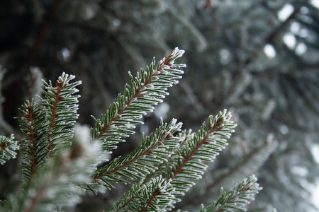 Close up of spruce branch covered by ice.の写真素材